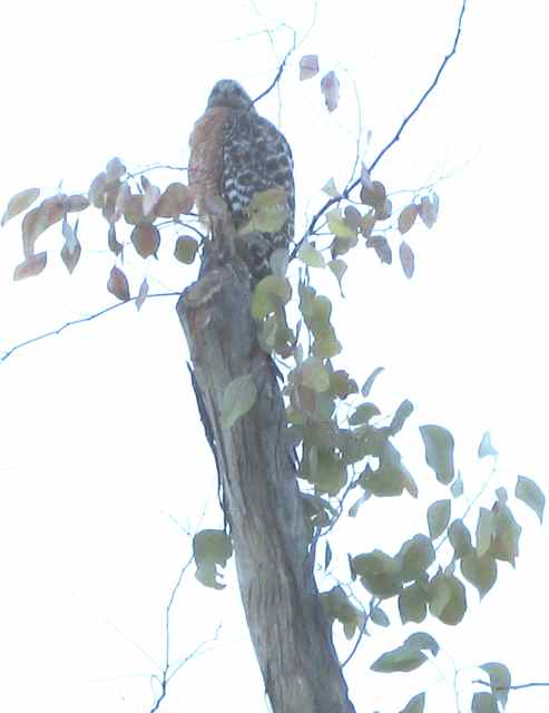 Hawk in tree