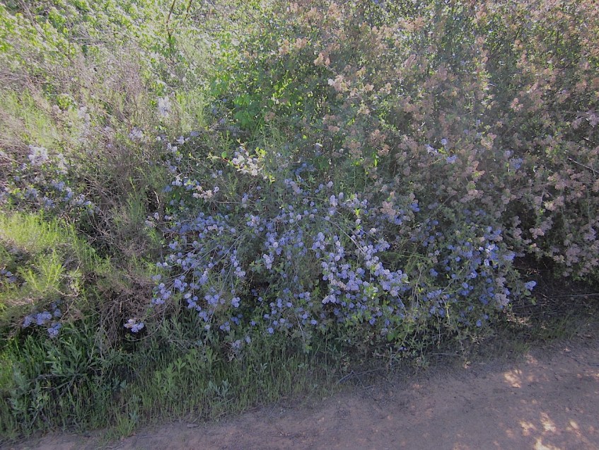 Ramona lilac ceanothus
