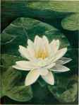 Sweet-Scented-White-Water-Lily-Castalia-odorata