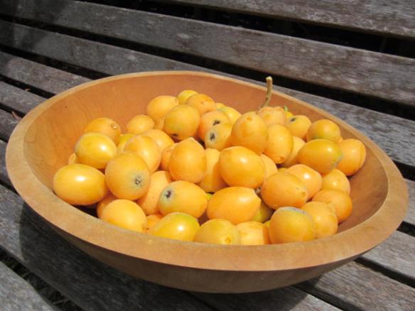 Loquats in bowl