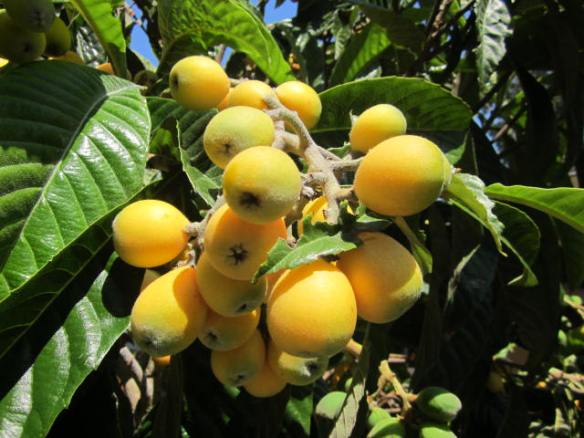 loquats