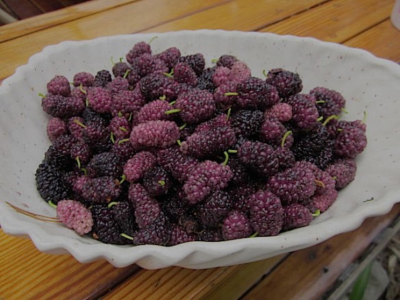 mulberrybowl