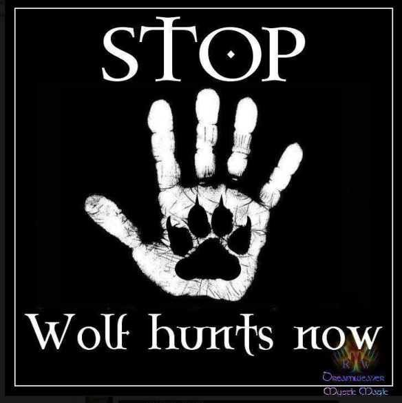 Stop Wolf Hunts Now