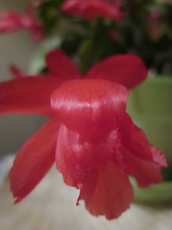 Christmas Cactus