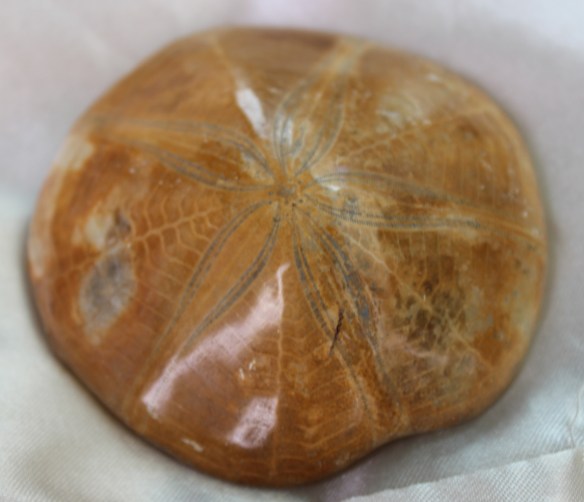 petrifiedsanddollar