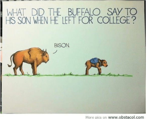 bisonjoke