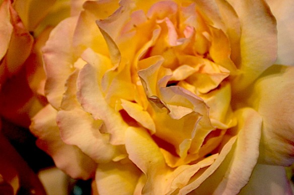 rose7