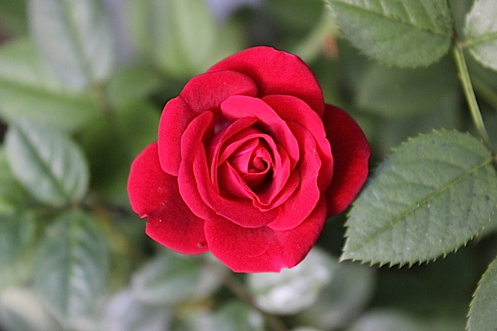 rose