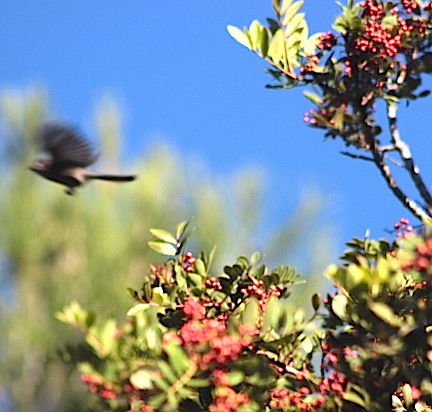 hummingbird