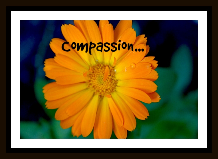 calendulacompassion