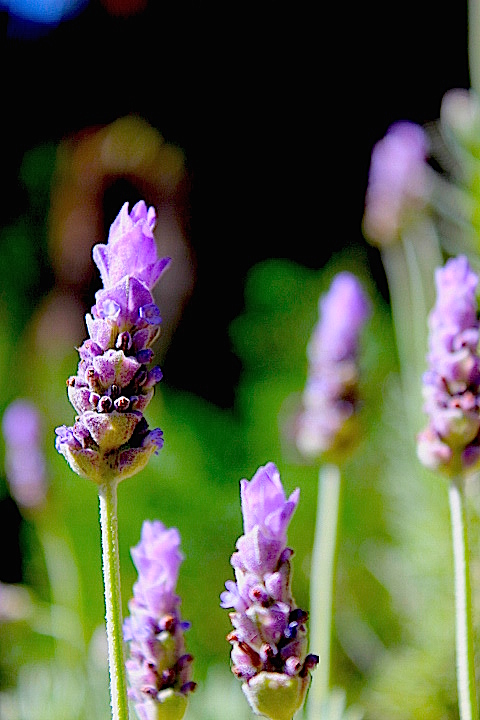 Lavender, Garden
