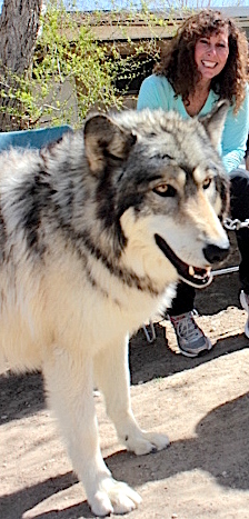 Wolf Mountain Sanctuary