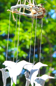 enchantedseashells.com