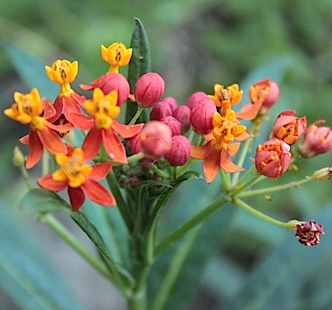 milkweed1