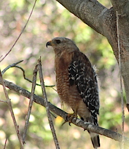 beautifulhawkjuly162015