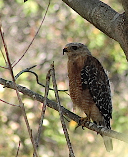 beautifulhawkjuly1620152