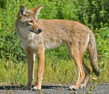 COYOTEPIC