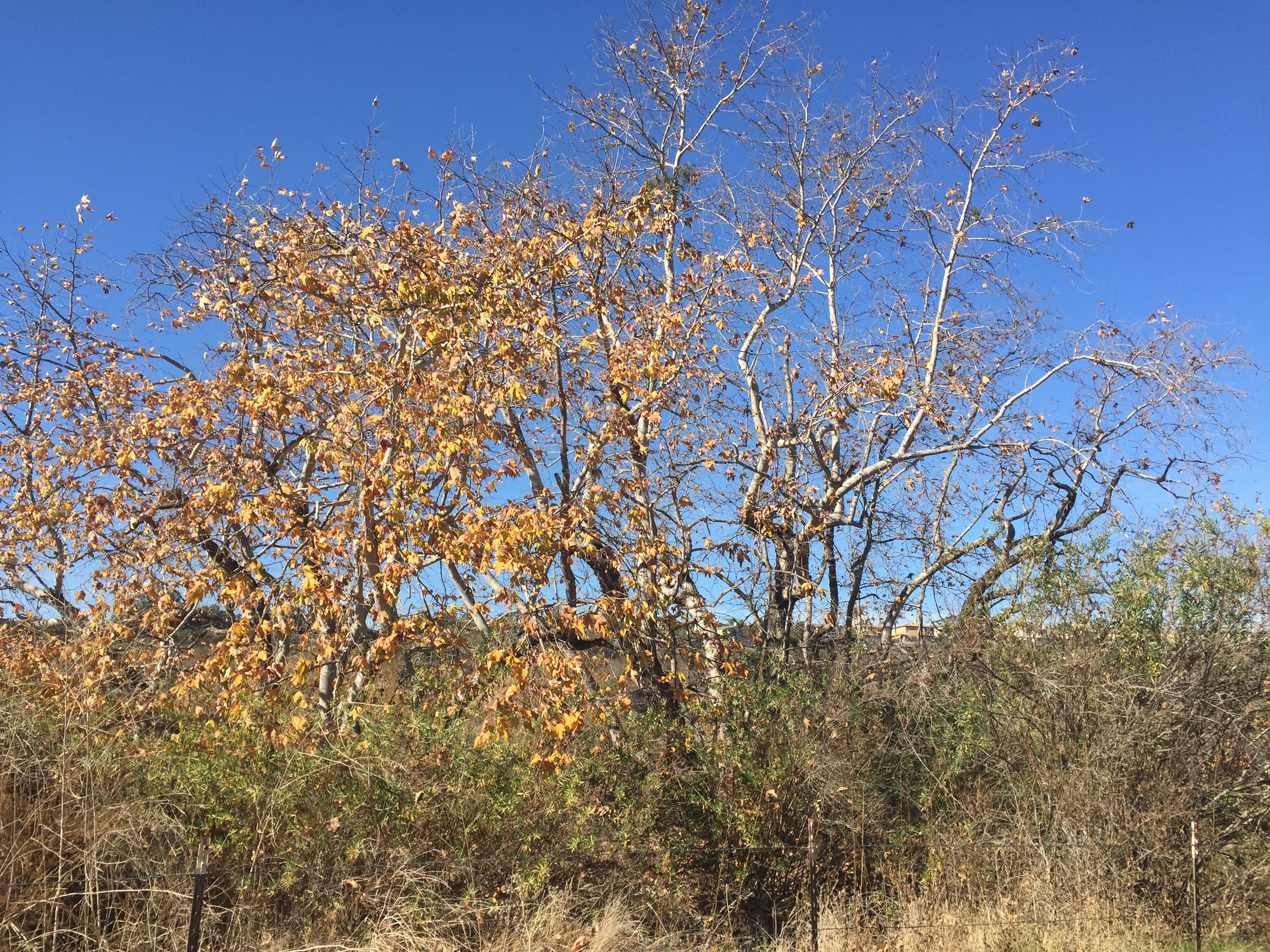 C7278AD8-2356-4822-85A6-846C7A39CFD1