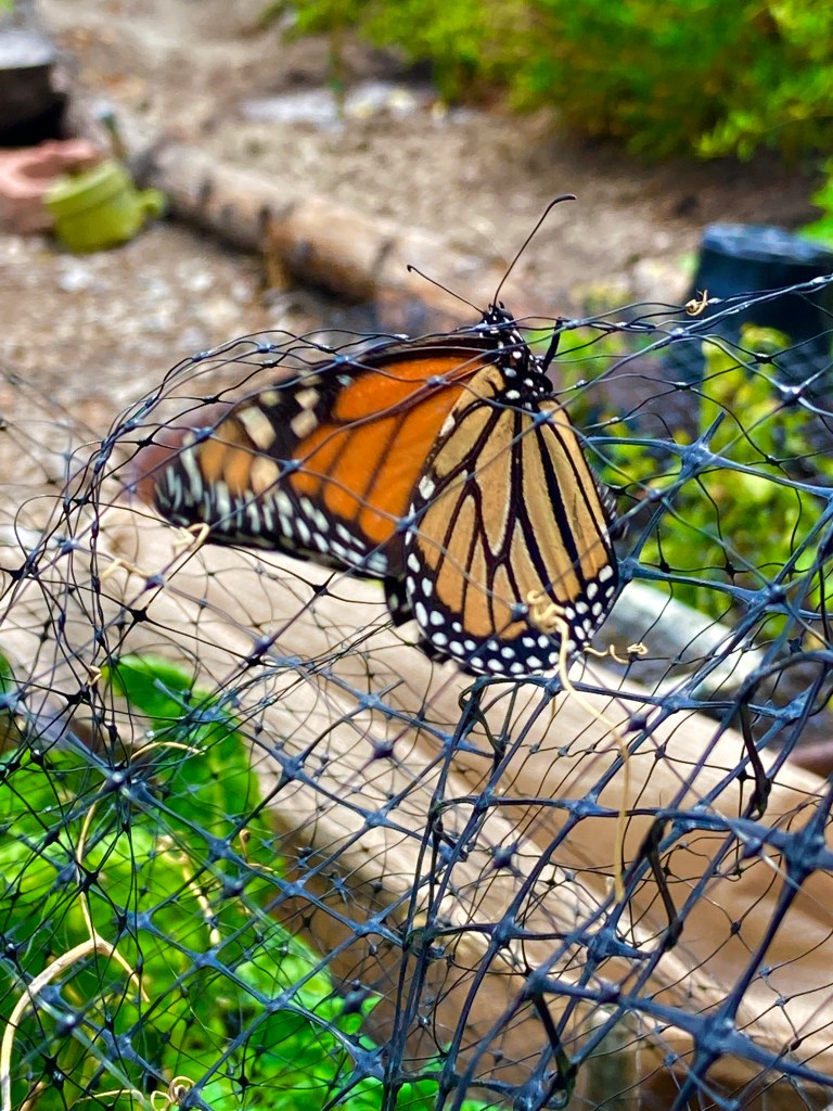 This image has an empty alt attribute; its file name is f36bad6b-b51c-4dc2-ac71-83c67d1552ea_1_201_a.jpeg