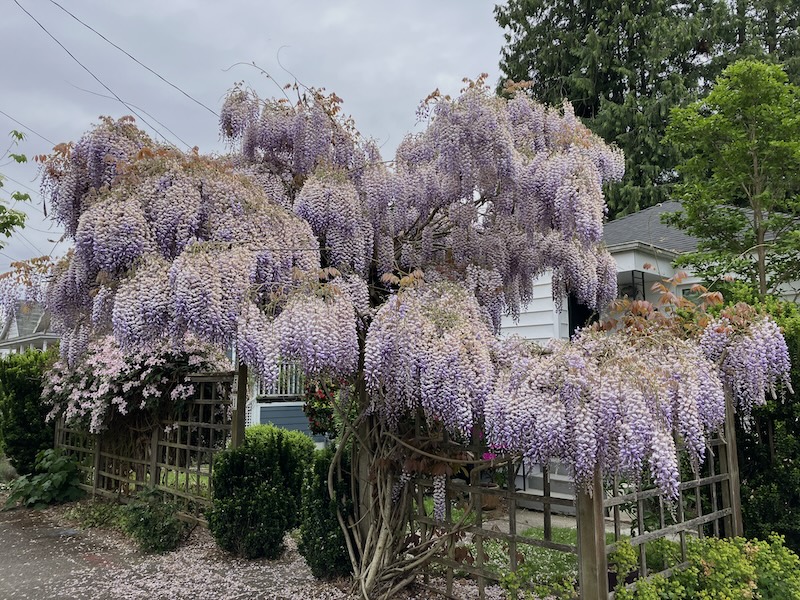 wisteria Near 11/16配達予定 img_6127.jpg?w=640